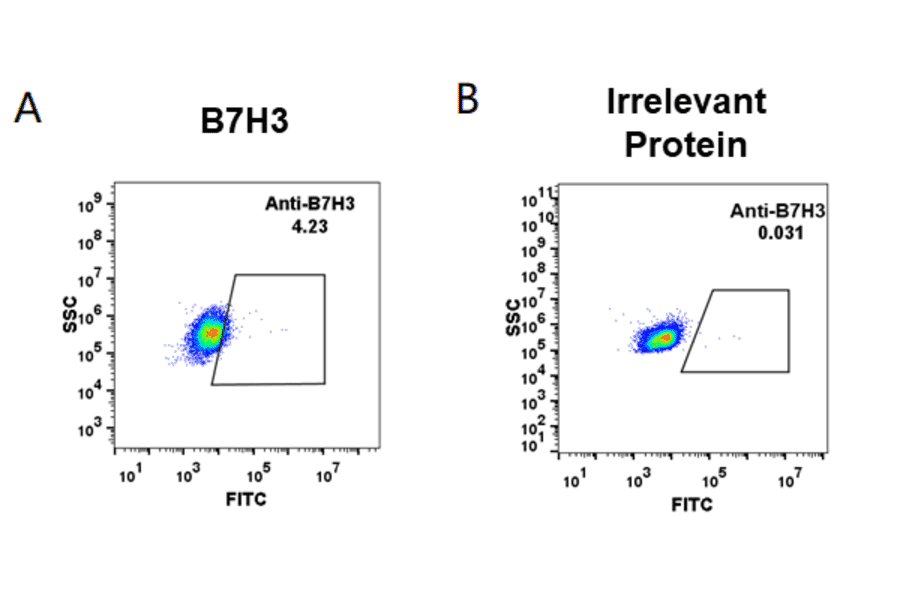 Flow Cytometry - Anti-CD276 Humanized Antibody [Enoblituzumab Biosimilar] - Azide free (A318946) - Antibodies.com