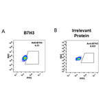 Flow Cytometry - Anti-CD276 Humanized Antibody [Enoblituzumab Biosimilar] - Azide free (A318946) - Antibodies.com