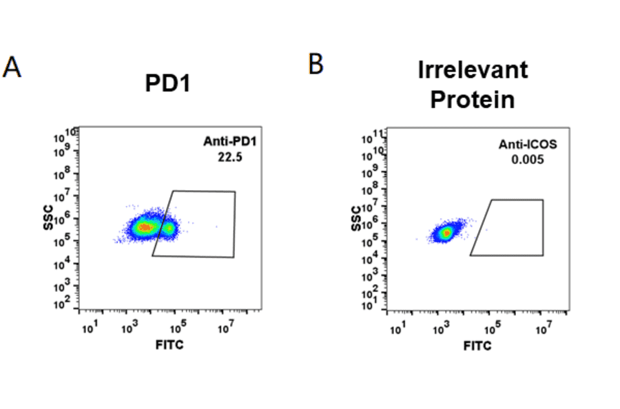 Immunofluorescence - Anti-GFP Antibody (A85298) - Antibodies.com