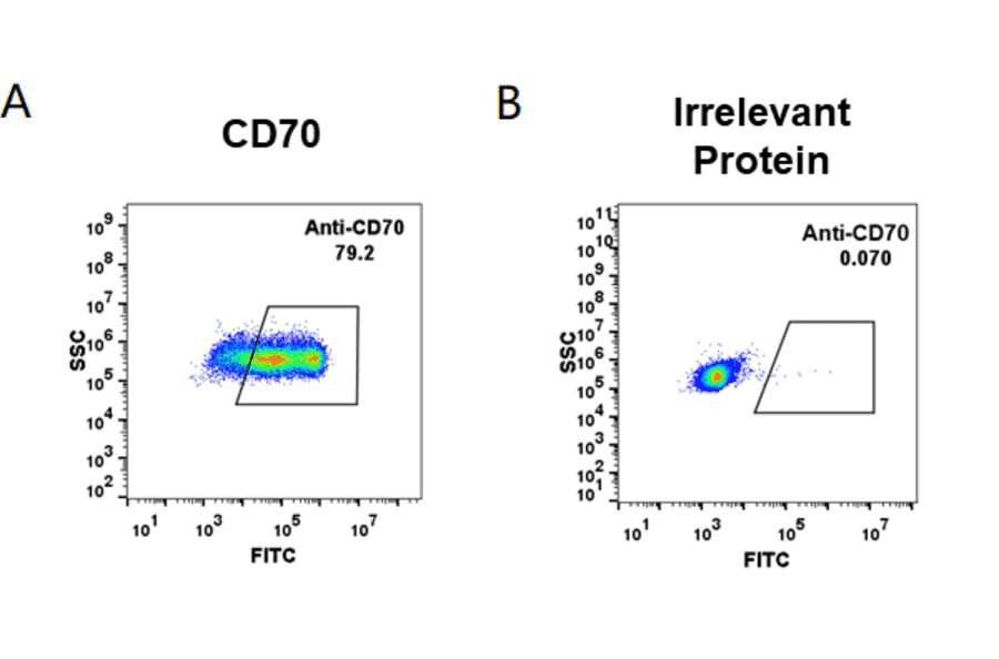 Flow Cytometry - Anti-CD70 Antibody [Vorsetuzumab Biosimilar] - Azide free (A318951) - Antibodies.com