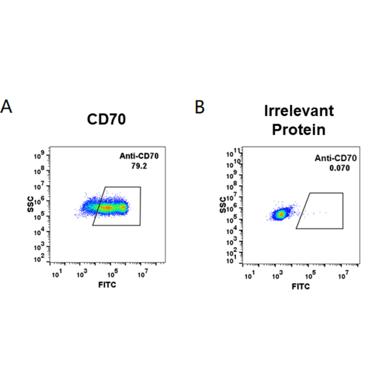 Flow Cytometry - Anti-CD70 Antibody [Vorsetuzumab Biosimilar] - Azide free (A318951) - Antibodies.com