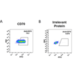 Flow Cytometry - Anti-CD70 Antibody [Vorsetuzumab Biosimilar] - Azide free (A318951) - Antibodies.com