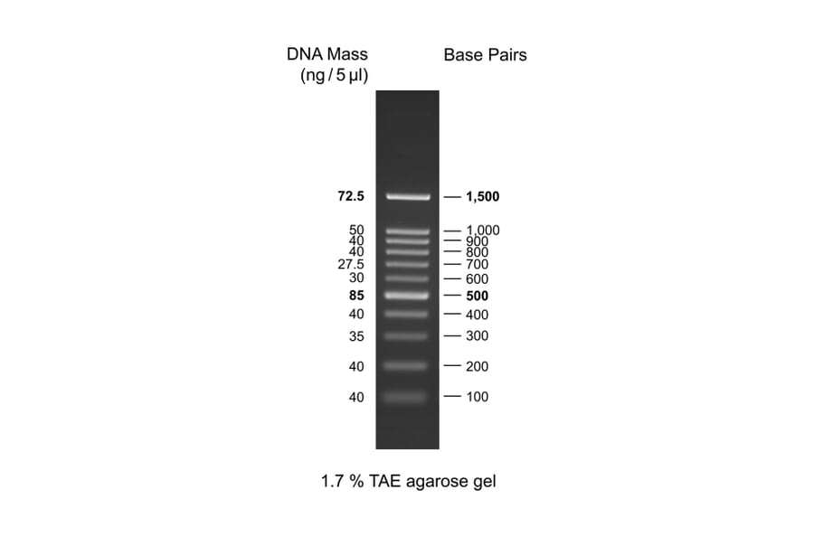 Agarose Gel Electrophoresis - 100bp DNA Ladder (Ready-to-Use) (A318969) - Antibodies.com