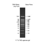 Agarose Gel Electrophoresis - 100bp DNA Ladder (Ready-to-Use) (A318969) - Antibodies.com