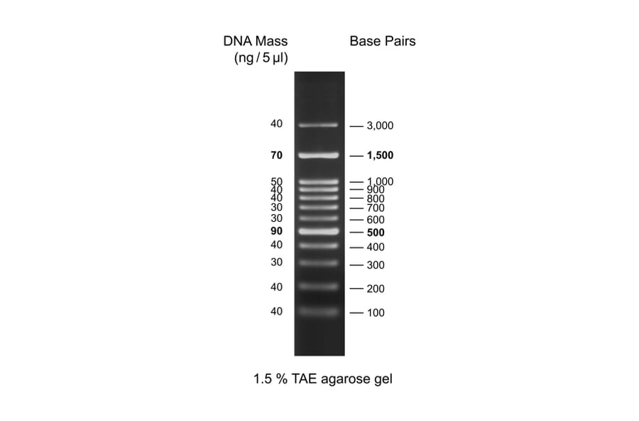 Agarose Gel Electrophoresis - 100bp DNA Ladder H3 (Ready-to-Use) A318970 - Antibodies.com