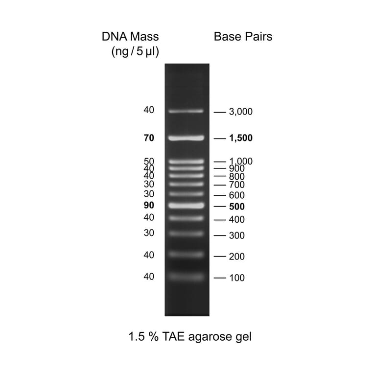 Agarose Gel Electrophoresis - 100bp DNA Ladder H3 (Ready-to-Use) A318970 - Antibodies.com