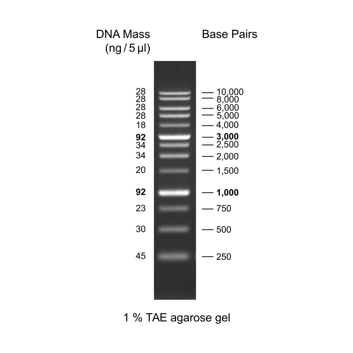 1 Kb Ruler 1 Kb Ladder 1Kb Plus DNA Ladder, 02004 500 AccuRuler MaestroGen Inc.