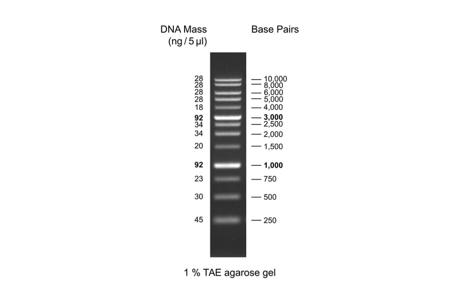 Agarose Gel Electrophoresis - 1Kb DNA Ladder (Ready-to-Use) A318971 - Antibodies.com