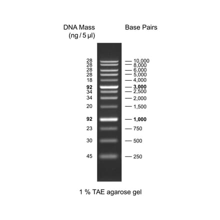 Agarose Gel Electrophoresis - 1Kb DNA Ladder (Ready-to-Use) A318971 - Antibodies.com