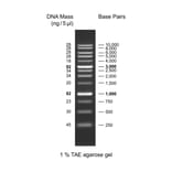 Agarose Gel Electrophoresis - 1Kb DNA Ladder (Ready-to-Use) A318971 - Antibodies.com