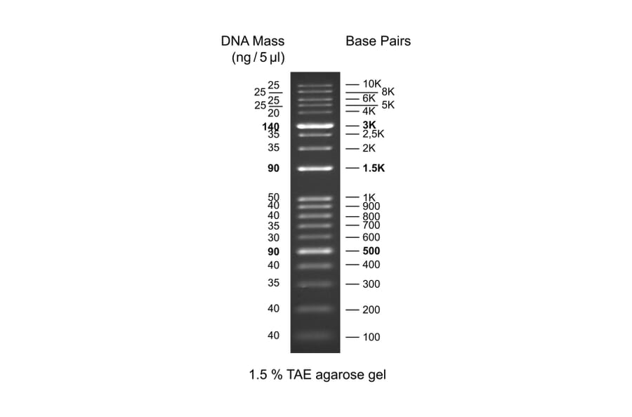 Agarose Gel Electrophoresis - Kplus DNA Ladder (Ready-to-Use) A318972 - Antibodies.com
