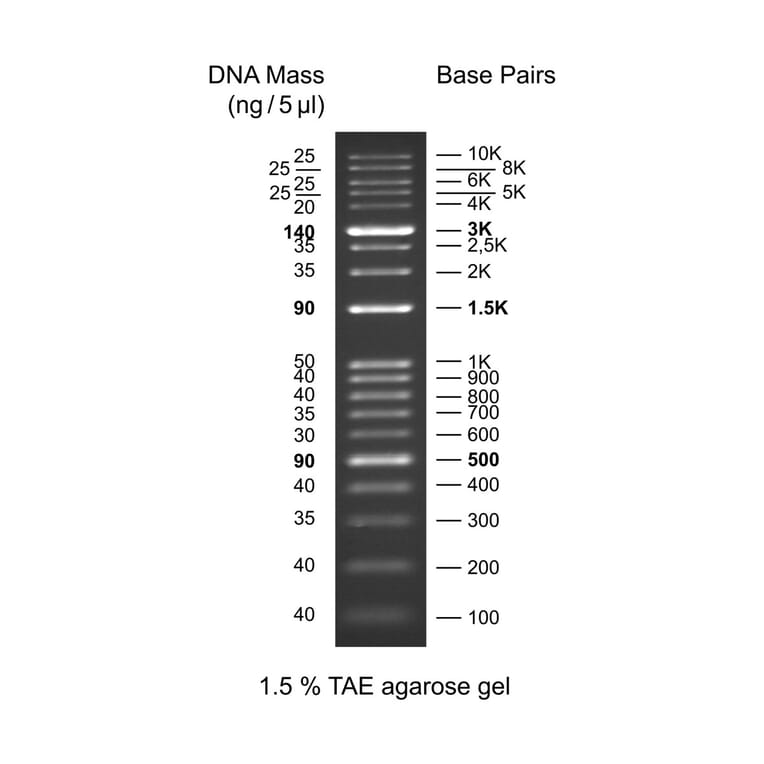 Agarose Gel Electrophoresis - Kplus DNA Ladder (Ready-to-Use) A318972 - Antibodies.com