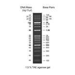 Agarose Gel Electrophoresis - Kplus DNA Ladder (Ready-to-Use) A318972 - Antibodies.com