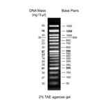 Agarose Gel Electrophoresis - 50bp DNA Ladder (Ready-to-Use) A318973 - Antibodies.com
