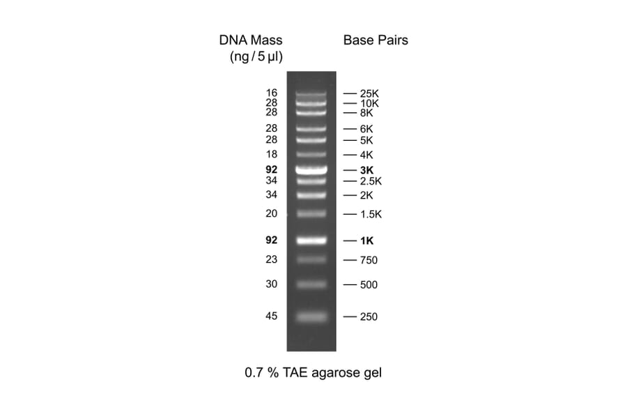 Agarose Gel Electrophoresis - XLarge DNA Ladder (Ready-to-Use) A318974 - Antibodies.com