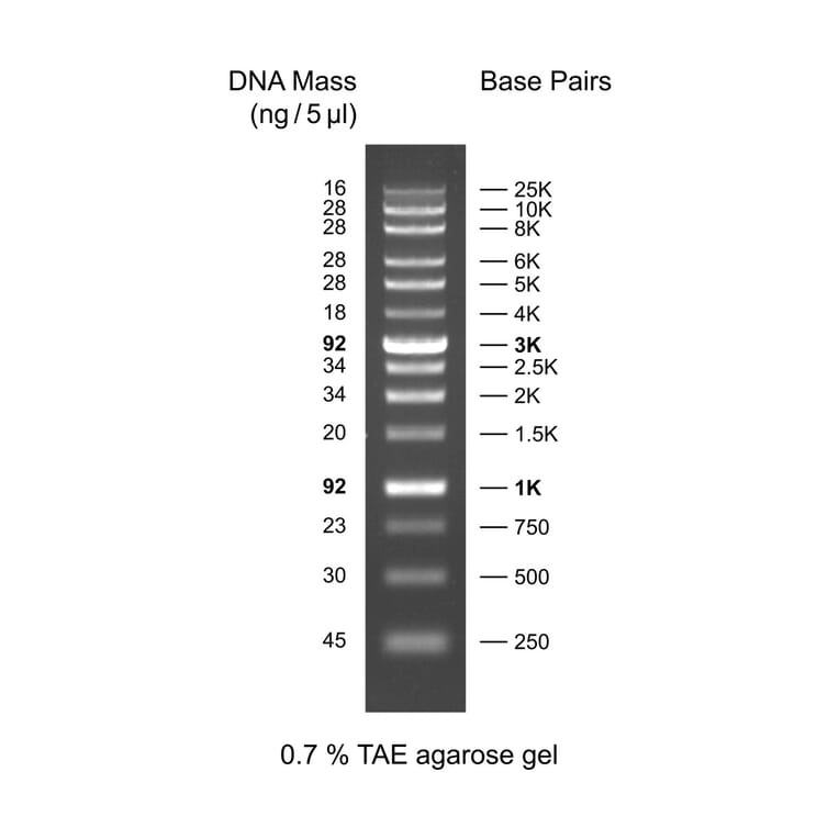 Agarose Gel Electrophoresis - XLarge DNA Ladder (Ready-to-Use) A318974 - Antibodies.com