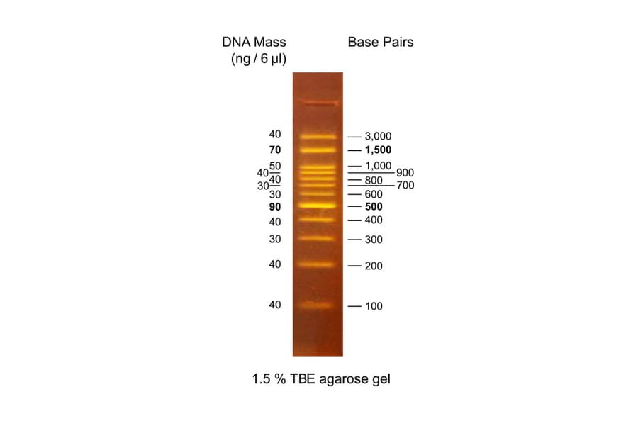 Agarose Gel Electrophoresis - OneMARK 100 (Ready-to-Use) A318975 - Antibodies.com