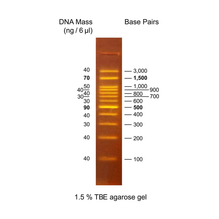 Agarose Gel Electrophoresis - OneMARK 100 (Ready-to-Use) A318975 - Antibodies.com