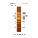 Agarose Gel Electrophoresis - OneMARK 100 (Ready-to-Use) A318975 - Antibodies.com