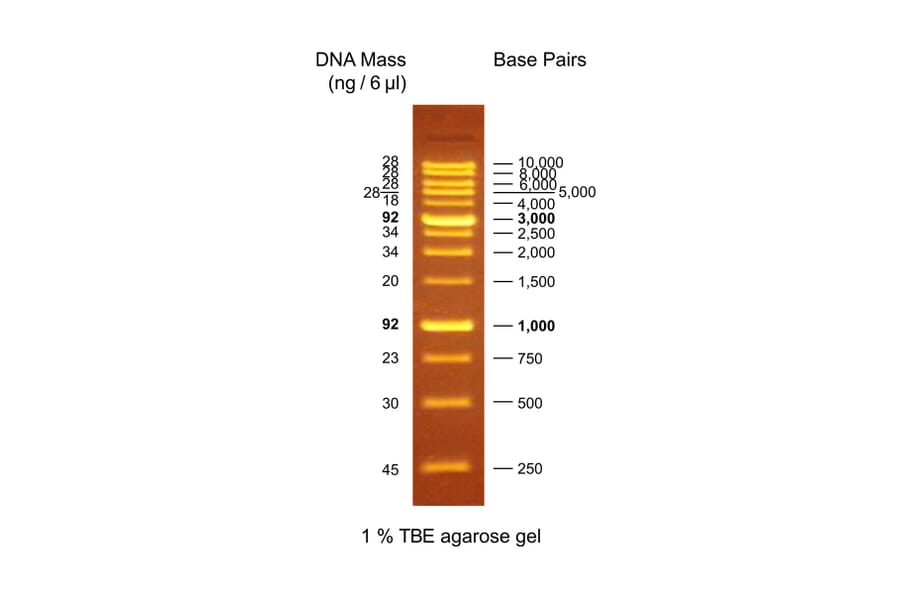 Agarose Gel Electrophoresis - OneMARK B (Ready-to-Use) A318976 - Antibodies.com