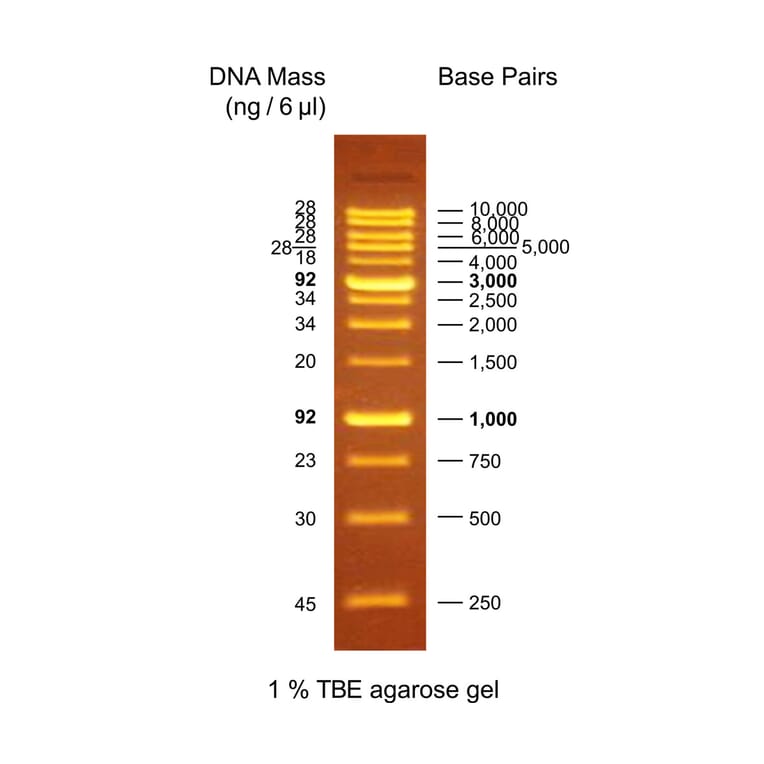 Agarose Gel Electrophoresis - OneMARK B (Ready-to-Use) A318976 - Antibodies.com