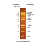 Agarose Gel Electrophoresis - OneMARK B (Ready-to-Use) A318976 - Antibodies.com
