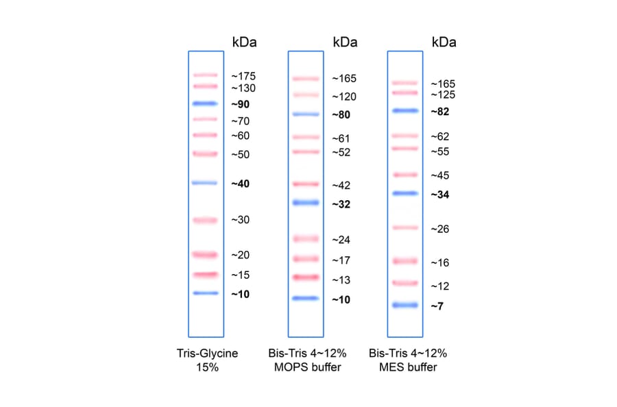 Pink Plus Prestained Protein Ladder A318977 3017