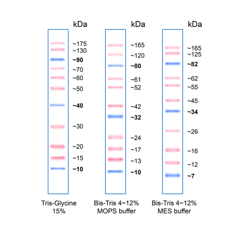 SDS-PAGE - PiNK Plus Prestained Protein Ladder (A318977) - Antibodies.com