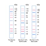 SDS-PAGE - PiNK Plus Prestained Protein Ladder (A318977) - Antibodies.com