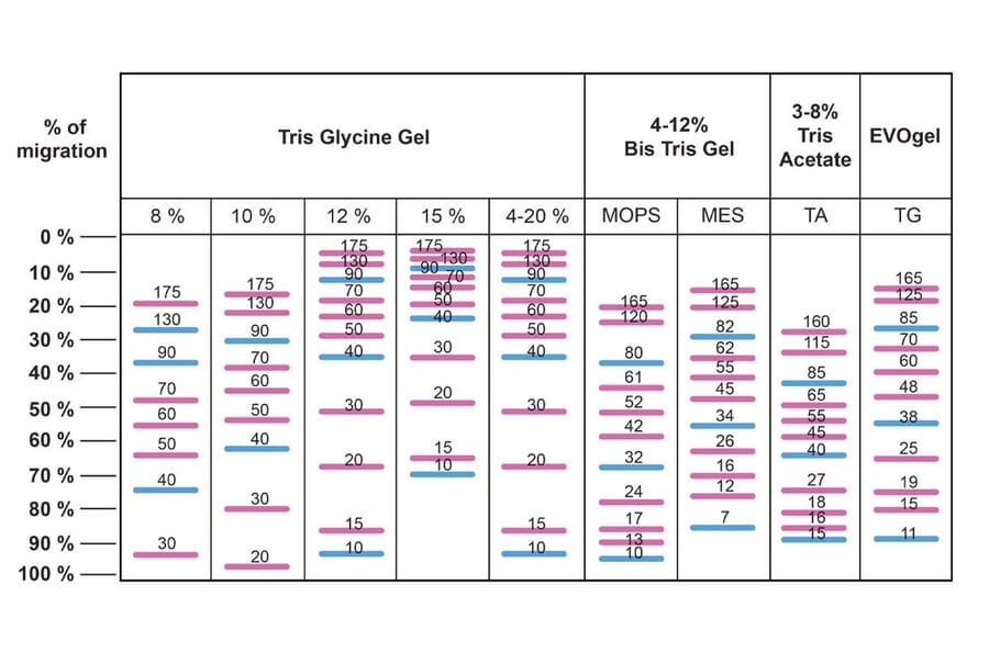 SDS-PAGE - PiNK Plus Prestained Protein Ladder (A318977) - Antibodies.com