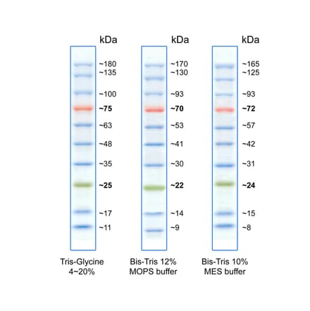SDS-PAGE - BlueRAY Prestained Protein Ladder (A318978) - Antibodies.com