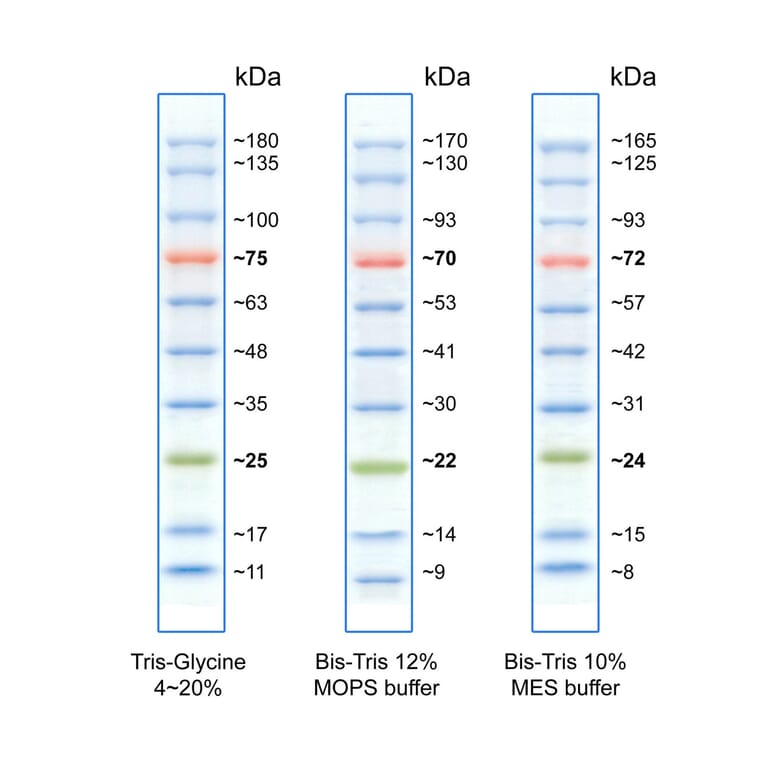 SDS-PAGE - BlueRAY Prestained Protein Ladder (A318978) - Antibodies.com