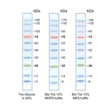 SDS-PAGE - BlueRAY Prestained Protein Ladder (A318978) - Antibodies.com