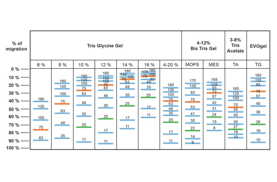 SDS-PAGE - BlueRAY Prestained Protein Ladder (A318978) - Antibodies.com