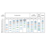 SDS-PAGE - BlueRAY Prestained Protein Ladder (A318978) - Antibodies.com