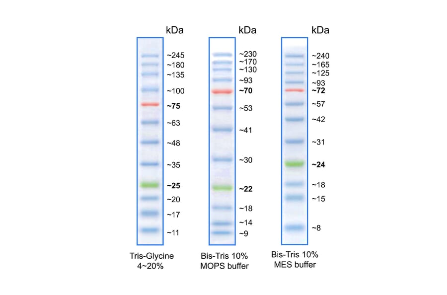 SDS-PAGE - BLUeye Prestained Protein Ladder (A318979) - Antibodies.com