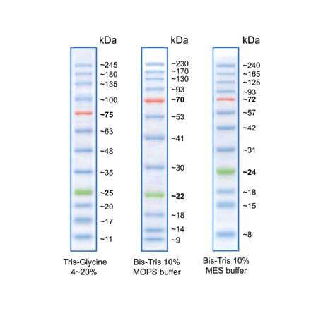 SDS-PAGE - BLUeye Prestained Protein Ladder (A318979) - Antibodies.com