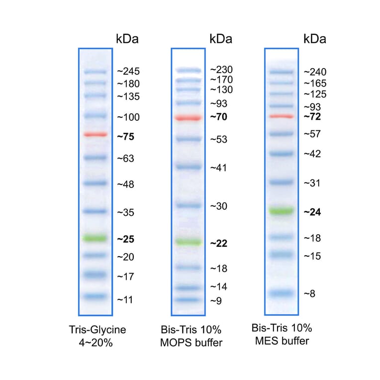 SDS-PAGE - BLUeye Prestained Protein Ladder (A318979) - Antibodies.com