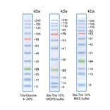 SDS-PAGE - BLUeye Prestained Protein Ladder (A318979) - Antibodies.com