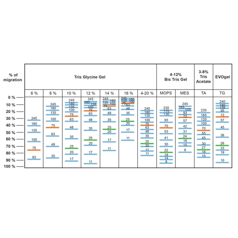 SDS-PAGE - BLUeye Prestained Protein Ladder (A318979) - Antibodies.com