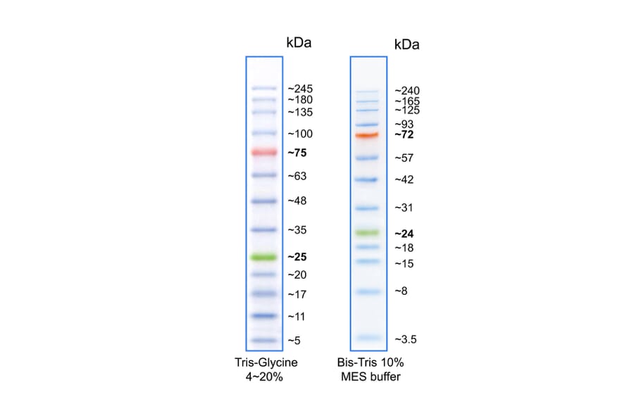 SDS-PAGE - BLUelf Prestained Protein Ladder (A318980) - Antibodies.com