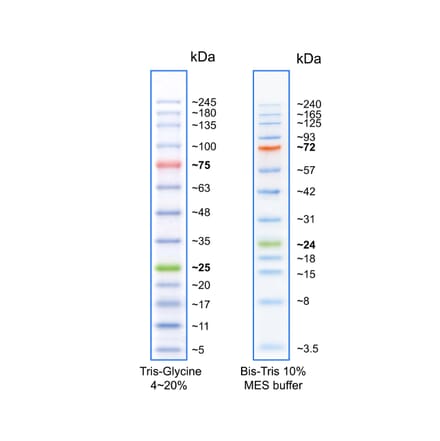SDS-PAGE - BLUelf Prestained Protein Ladder (A318980) - Antibodies.com