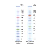 SDS-PAGE - BLUelf Prestained Protein Ladder (A318980) - Antibodies.com