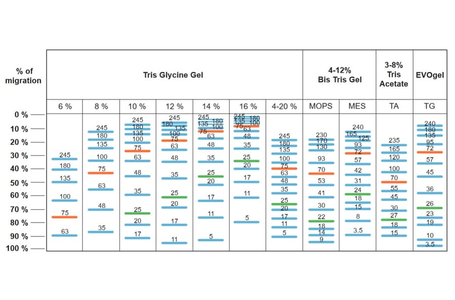 SDS-PAGE - BLUelf Prestained Protein Ladder (A318980) - Antibodies.com