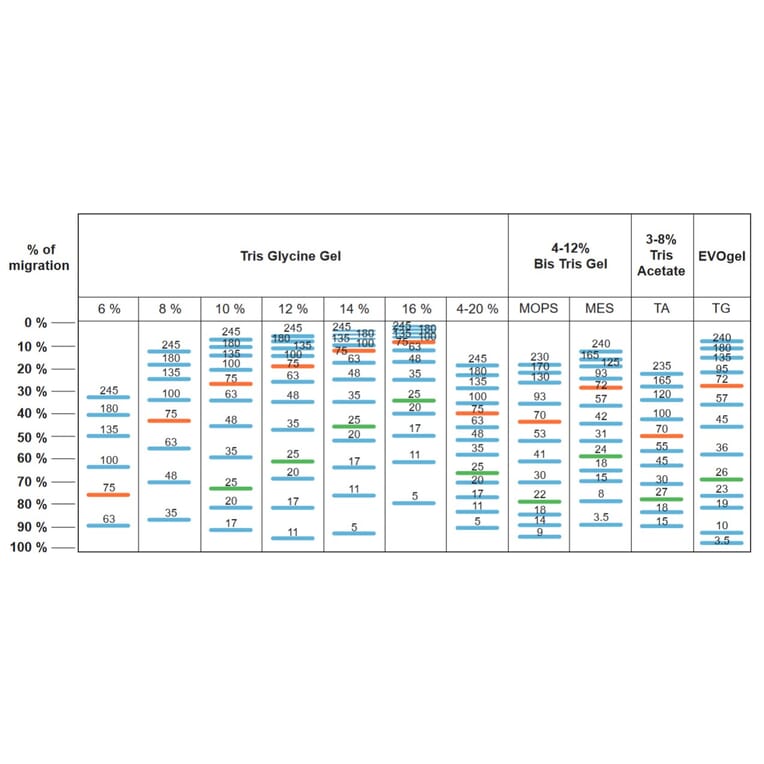 SDS-PAGE - BLUelf Prestained Protein Ladder (A318980) - Antibodies.com