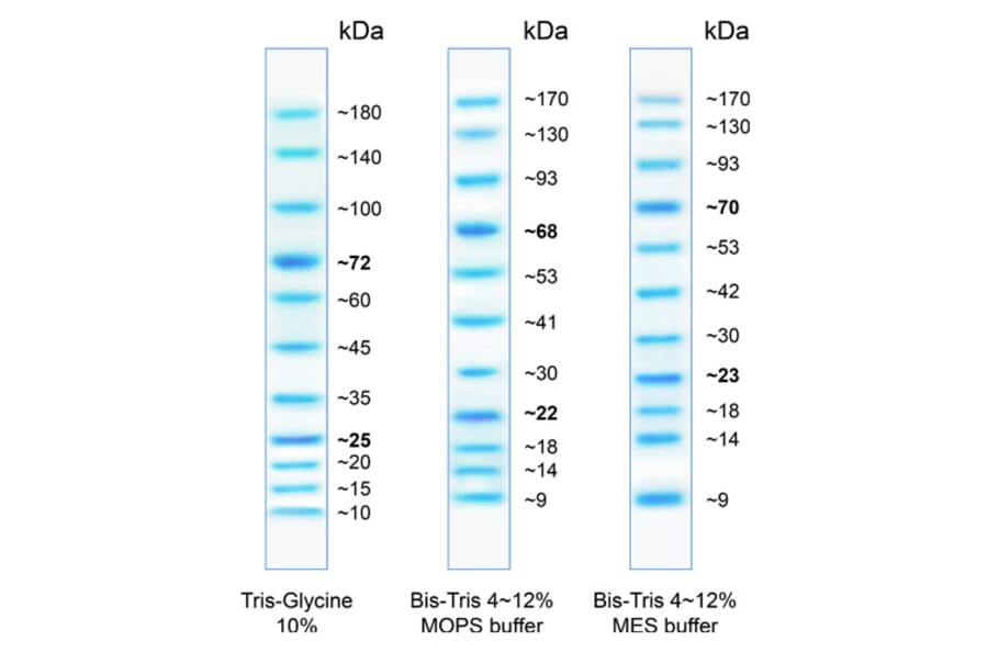 SDS-PAGE - BlueAQUA Prestained Protein Ladder (A318981) - Antibodies.com