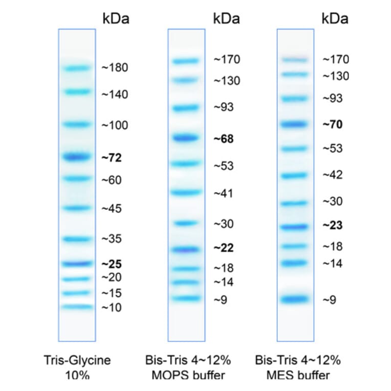 SDS-PAGE - BlueAQUA Prestained Protein Ladder (A318981) - Antibodies.com