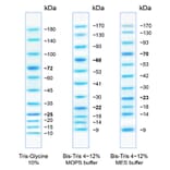 SDS-PAGE - BlueAQUA Prestained Protein Ladder (A318981) - Antibodies.com