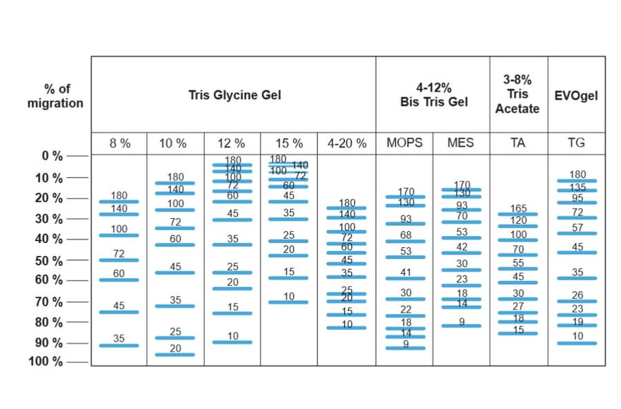 SDS-PAGE - BlueAQUA Prestained Protein Ladder (A318981) - Antibodies.com