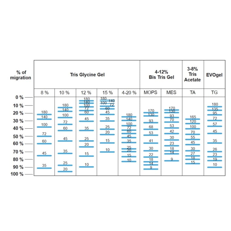 SDS-PAGE - BlueAQUA Prestained Protein Ladder (A318981) - Antibodies.com